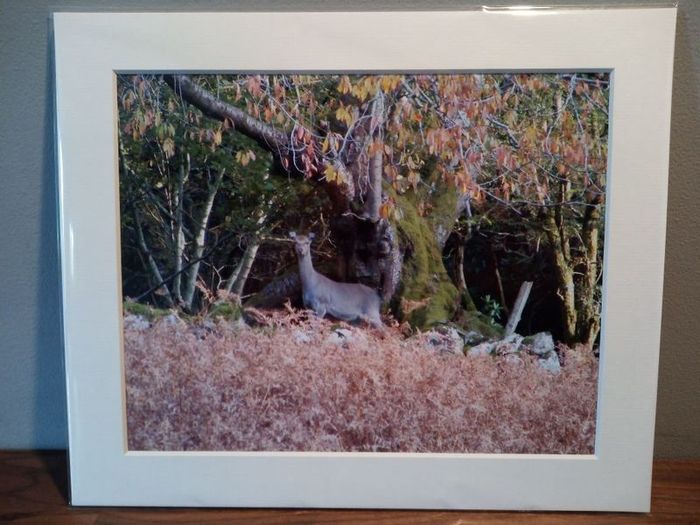 Mounted Original Photography - Wicklow Deer