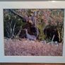 Mounted Original Photography - Wicklow Deer Image 3