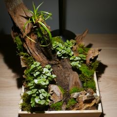 Terrarium