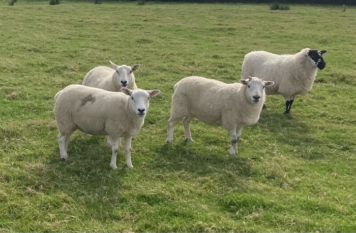 Hoggets and Lambs