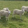 Hoggets and Lambs Image 2