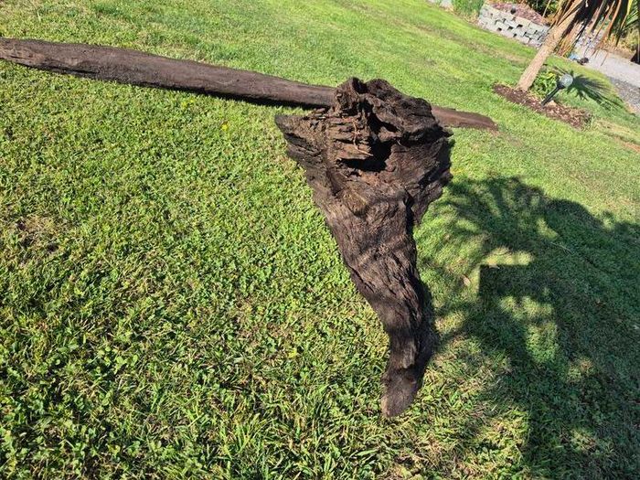Ancient Bog Oak from Co.Kildare Bog