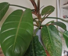 Philodendron 'Prince of Orange'