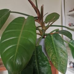 Philodendron 'Prince of Orange'