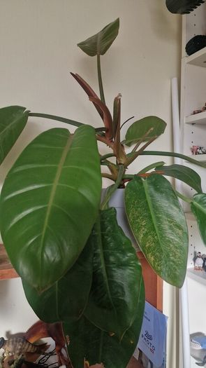 Philodendron 'Prince of Orange'