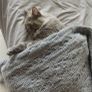 Cats for adoption Image 3