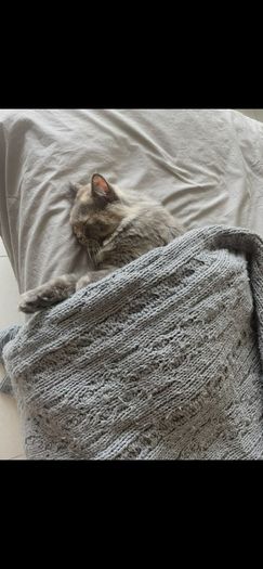 Cats for adoption