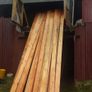 Douglas fir Image 3