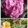 Outdoor plants for sale. Image 2