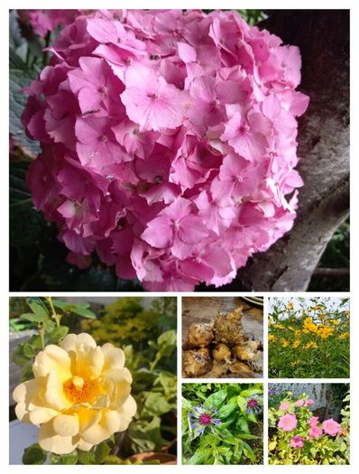 Outdoor plants for sale.
