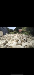 Sheep Shearing Service