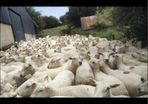 Sheep Shearing Service