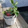 Strawberry Plants Image 3
