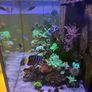 Reef Fish Tank Image 2