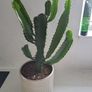 Euphorbia Trigona planter Image 3