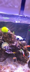 marine livestock