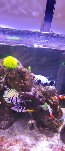 marine livestock