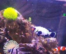 marine livestock