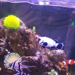 marine livestock