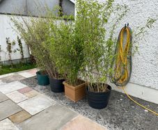 4x Beautiful, Large Clumping Bamboo (Fargesia) - 5 - 6 ft - Instant Privacy