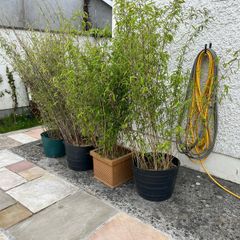 4x Beautiful, Large Clumping Bamboo (Fargesia) - 5 - 6 ft - Instant Privacy