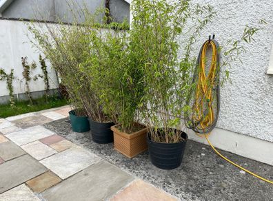 4x Beautiful, Large Clumping Bamboo (Fargesia) - 5 - 6 ft - Instant Privacy