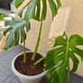 Monstera deliciosa Image 3