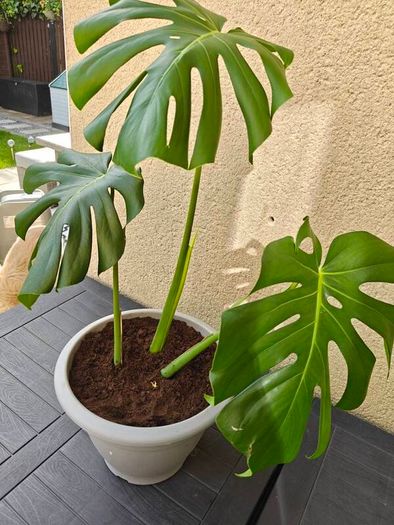 Monstera deliciosa