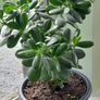 House plant Image 2