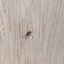 Teak Door (s) Heavy Old Image 3
