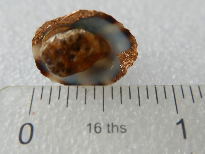 Handmade Seashell Stud Earrings