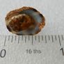 Handmade Seashell Stud Earrings Image 6