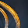 Set of 6 Antique Kohn Mundus Bentwood Dining Chairs Image 8