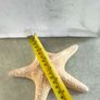 Large Natural Starfish: Unique Ocean Decor 19 x 17 cm. Image 2
