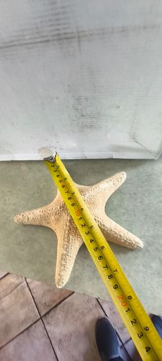 Large Natural Starfish: Unique Ocean Decor 19 x 17 cm.