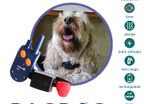 Small Dog Training System (1km Range) | PACDOG