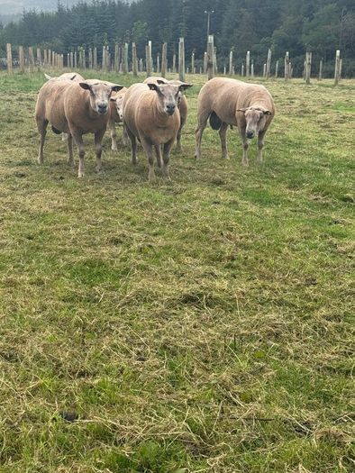 Sheep Charolais Hoggett rams