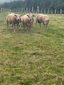 Sheep Charolais Hoggett rams