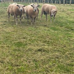 Sheep Charolais Hoggett rams