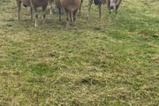 Sheep Charolais Hoggett rams