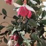 30 inches tall artificial plant Image 2