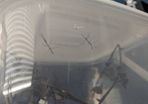 2x stick insect babies