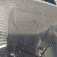 2x stick insect babies