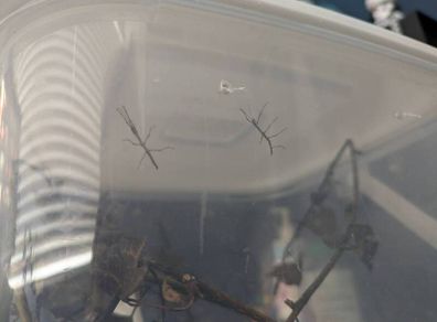 2x stick insect babies