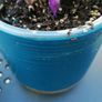 House plants in ceramic pots Image 3