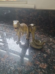 Animals