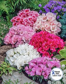 (G) Godetia Mix seeds 1g (184755)