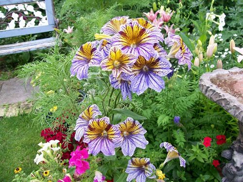 (S) Painted Tongue Mixed Seeds 0.5g ( 185387)