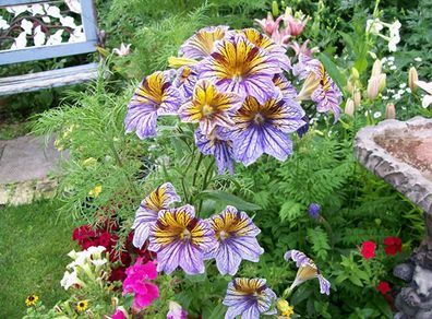 (S) Painted Tongue Mixed Seeds 0.5g ( 185387)