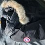 Canada goose Image 6